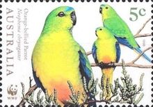 Orange-bellied Parrot (Neophema chrysogaster)