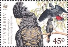 Red-tailed Black Cockatoo (Calyptorhynchus banksii)