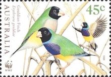 Gouldian Finch (Erythrura gouldiae)