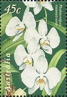 Phalaenopsis rosenstromii