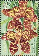 Grammatophyllum speciosum