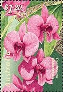 Dendrobium phalaenopsis