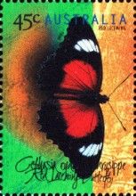 Red Lacewing (Cethosia cydippe chrisippe)