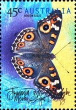 Meadow Argus (Junonia villida calybe)