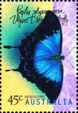 Ulysses Butterfly (Papilio ulysses joesa)