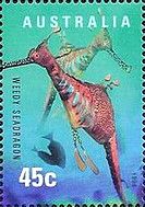 Weedy Seadragon (Phyllopteryx taeniolatus)