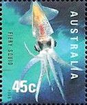 Fire Squid (Pyroteuthis margaritifera)