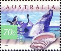 Humpback Whale (Megaptera novaeangliae), Zebra Volute
