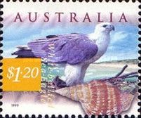 White-bellied Sea Eagle (Haliaeetus leucogaster)