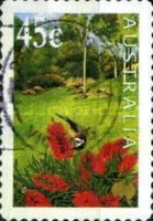 Eastern Spinebill on Swamp Bottlebrush