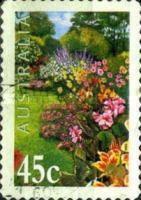 Border of Cannas