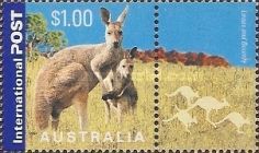 Red Kangaroo (Osphranter rufus) and Joey