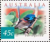 Variegated Fairy-wren (Malurus lamberti)