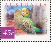 Budgerigar (Melopsittacus undulatus)