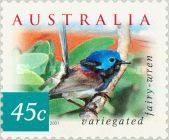 Variegated Fairy-wren (Malurus lamberti)