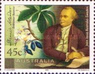 Daniel Solander and Mangrove Tree