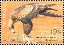 Wedge-tailed Eagle (Aquila audax)