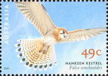 Nankeen Kestrel (Falco cenchroides)