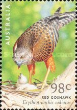 Red Goshawk (Erythrotriorchis radiatus)