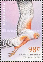 Spotted Harrier (Circus assimilis)