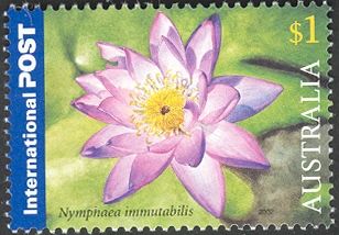 Nymphaea immutabilis