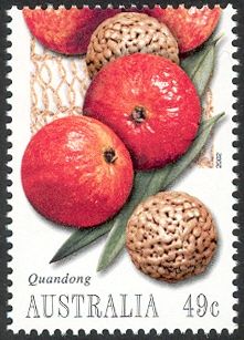 Quandong