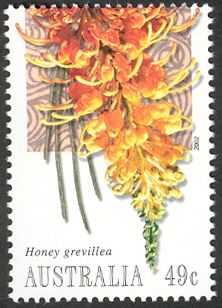 Honey Grevillia