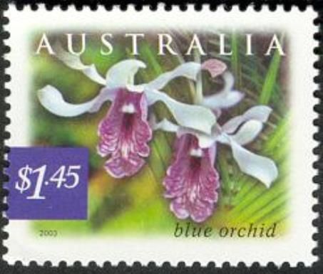 Blue Orchid (Dendrobium nindii)