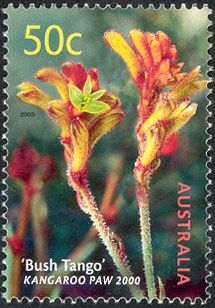 “Bush Tango” Kangaroo Paw 2000