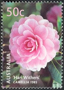 “Hari Withers” Camellia 1985