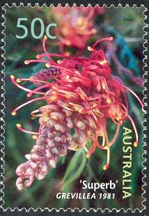 “Superb” Grevillea 1981