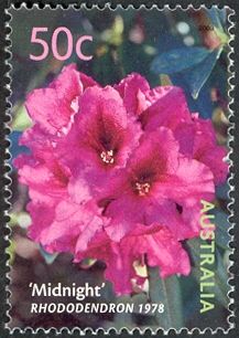 “Midnight” Rhododendron 1978