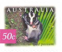 Striped Possum (Dactylopsila trivirgata)