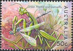 Australian Green Mantis (Orthodera ministralis) & Damselfly