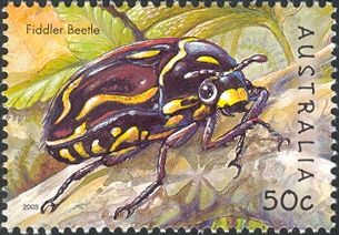 Fiddler Beetle (Eupoecila australasiae)
