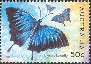 Ulysses Butterfly (Papilio ulysses ssp. joesa)