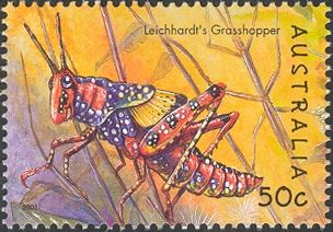 Leichhardt's Grasshopper (Petasida ephippigera)