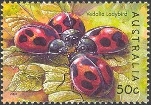 Vedalia Ladybird (Rodolia cardinalis)