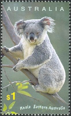 Koala (Phascolarctos cinereus)