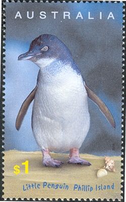 Little Penguin (Eudyptula minor)