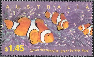 Clown Anemonefish (Amphiprion percula)