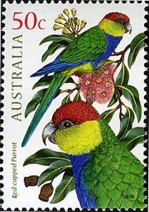 Red-capped Parrot (Purpureicephalus spurius)