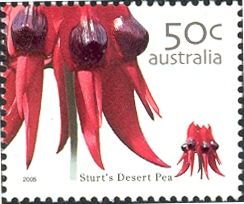 Sturt's Desert Pea (Swainsona formosa)