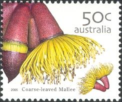 Coarse-Leaved Mallee (Eucalyptus grossa)