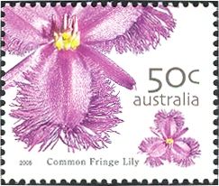 Common Fringe Lily