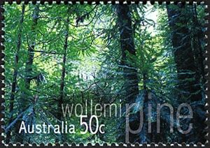 Wollemi Pine (Wollemia nobilis)