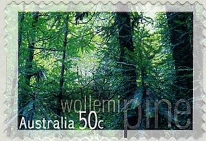 Wollemi Pine (Wollemia nobilis)