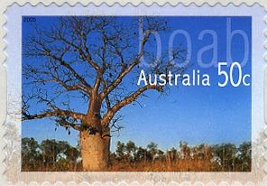 Boab (Adansonia gregorii)