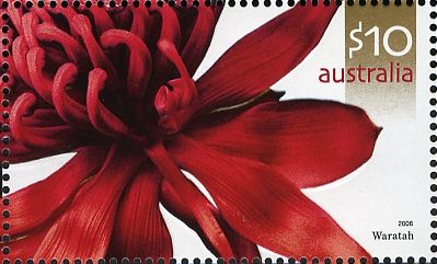 Waratah (Telopea speciosissima)