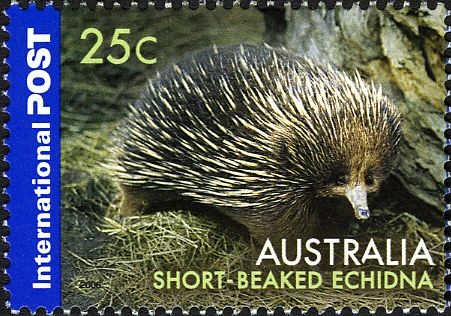 Short-beaked Echidna (Tachyglossus aculeatus)